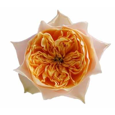 Rosa Gr Gar Roman Vuvuzela