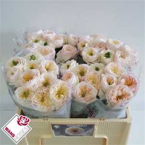 Rosa Gr Gar Tinkerbell