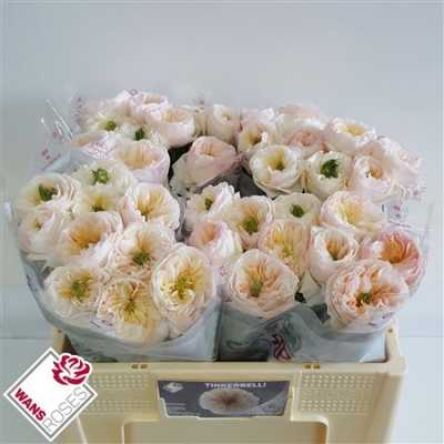 Rosa Gr Gar Tinkerbell
