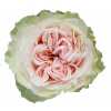 Rosa Gr Gar Victorian Bride