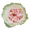 Rosa Gr Gar Victorian Bride