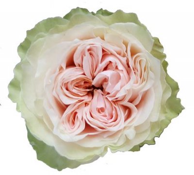 Rosa Gr Gar Victorian Bride