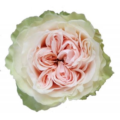 Rosa Gr Gar Victorian Bride