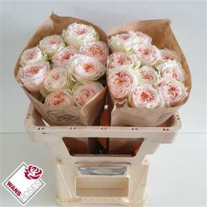 Rosa Gr Gar Victorian Bride