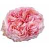 Rosa Gr Gar Victorian Kiss