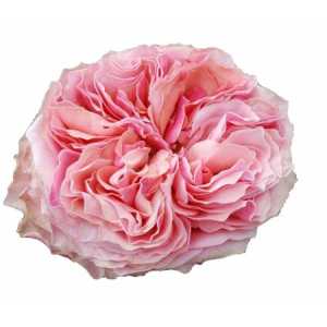 Rosa Gr Gar Victorian Kiss