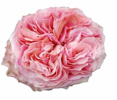 Rosa Gr Gar Victorian Kiss