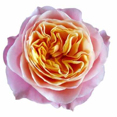 Rosa Gr Gar Vuvuzela
