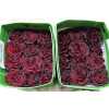 Rosa Gr Gar Wanted