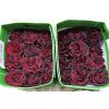 Rosa Gr Gar Wanted