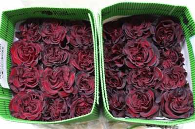 Rosa Gr Gar Wanted