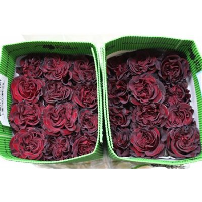 Rosa Gr Gar Wanted