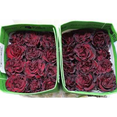 Rosa Gr Gar Wanted