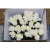 Rosa Gr Gar White Cloud