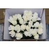 Rosa Gr Gar White Cloud