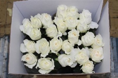 Rosa Gr Gar White Cloud