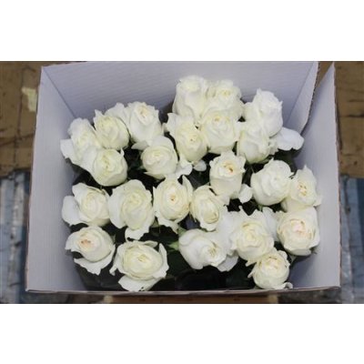 Rosa Gr Gar White Cloud