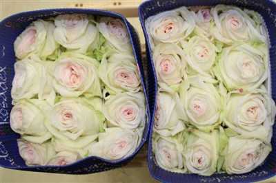 Rosa Gr Gar White O Hara