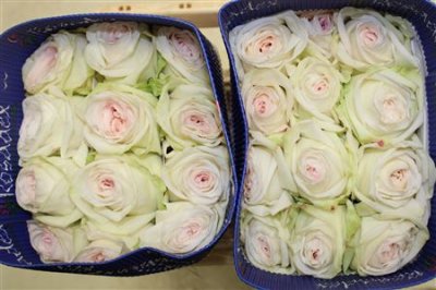 Rosa Gr Gar White O Hara