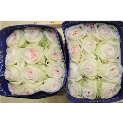 Rosa Gr Gar White O Hara