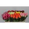 Rosa Gr Gemengd In Fust
