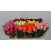 Rosa Gr Gemengd In Fust
