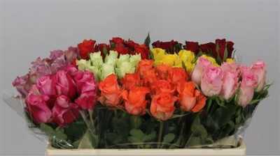 Rosa Gr Gemengd In Fust