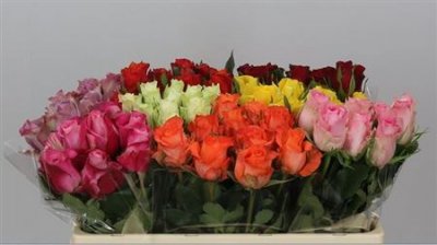 Rosa Gr Gemengd In Fust