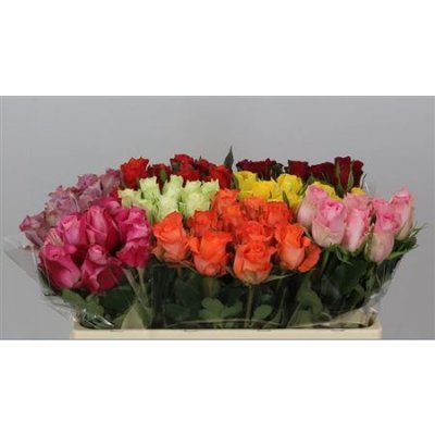 Rosa Gr Gemengd In Fust