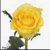 Rosa Gr Golden Smile