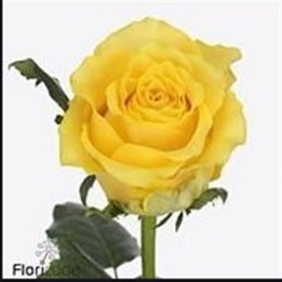 Rosa Gr Golden Smile