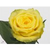 Rosa Gr Good Times
