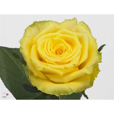Rosa Gr Good Times