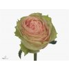 Rosa Gr Gravity