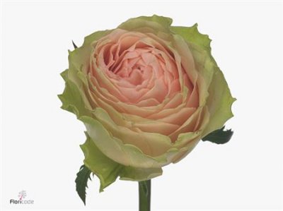 Rosa Gr Gravity
