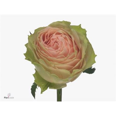 Rosa Gr Gravity