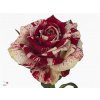 Rosa Gr Harlekijn