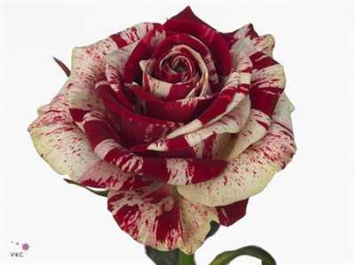 Rosa Gr Harlekijn