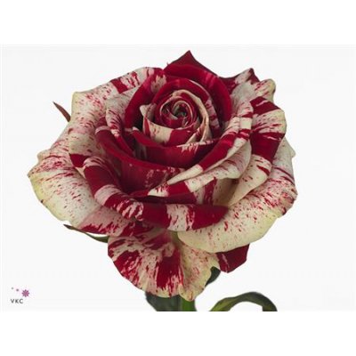 Rosa Gr Harlekijn