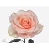 Rosa Gr Harmony Peach