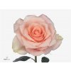Rosa Gr Harmony Peach