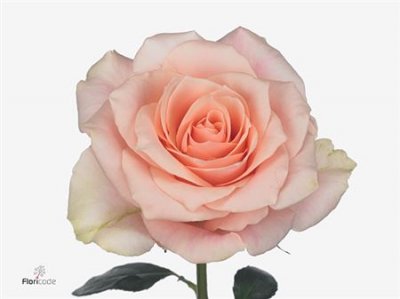 Rosa Gr Harmony Peach
