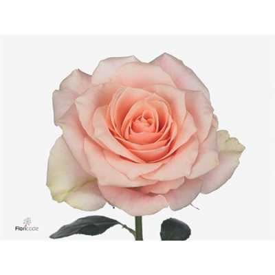 Rosa Gr Harmony Peach