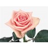 Rosa Gr Heaven