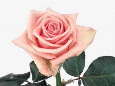 Rosa Gr Heaven