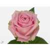 Rosa Gr Heidi Imp