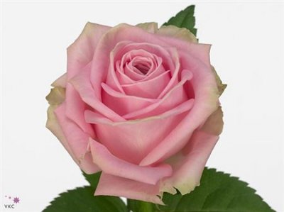 Rosa Gr Heidi Imp