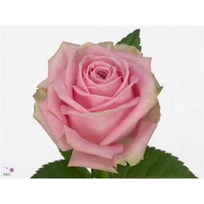 Rosa Gr Heidi Imp