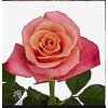 Rosa Gr Helene