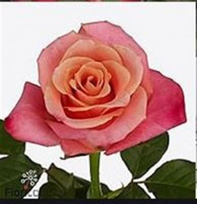 Rosa Gr Helene